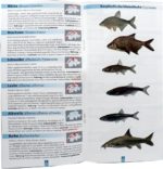 POISSONS EN SUISSE – Image 2