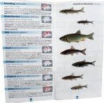 POISSONS EN SUISSE – Image 3